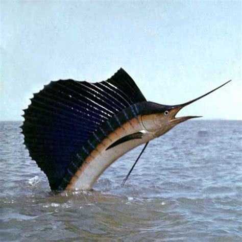 Водный мир | Ocean creatures, Beautiful sea creatures, Ocean life