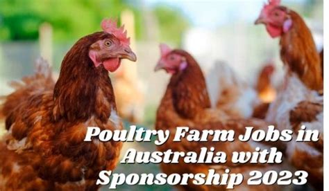 Poultry Farm Jobs In Australia With Sponsorship