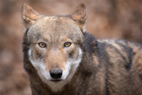 Lobo Vs Coiote No Parque Nacional De Yellowstone Aatg