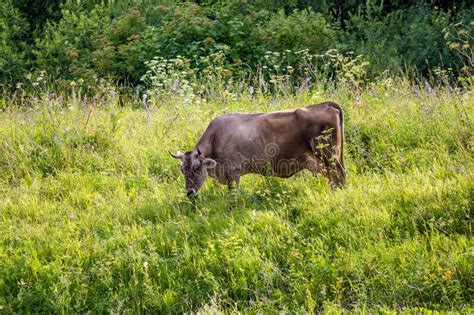 Cow Grazing In A Green Meadow Stock Image Image Of Agriculture Rural