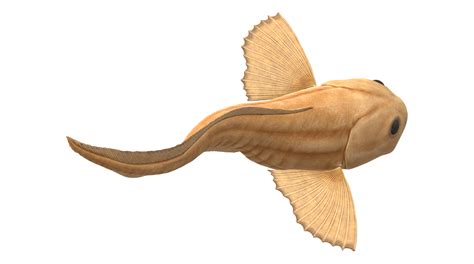 Mariana Snailfish isolated on a Transparent Background 23835773 PNG