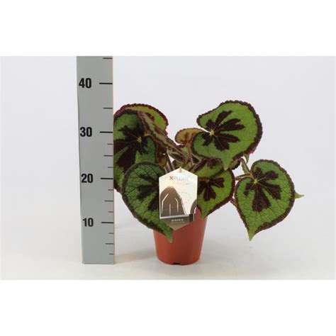 Plante d intérieur de Botanicly Bégonia Hauteur 30 cm Begonia