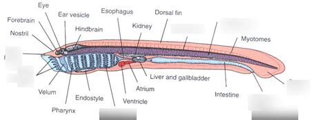 larva lamprey diagram quizlet