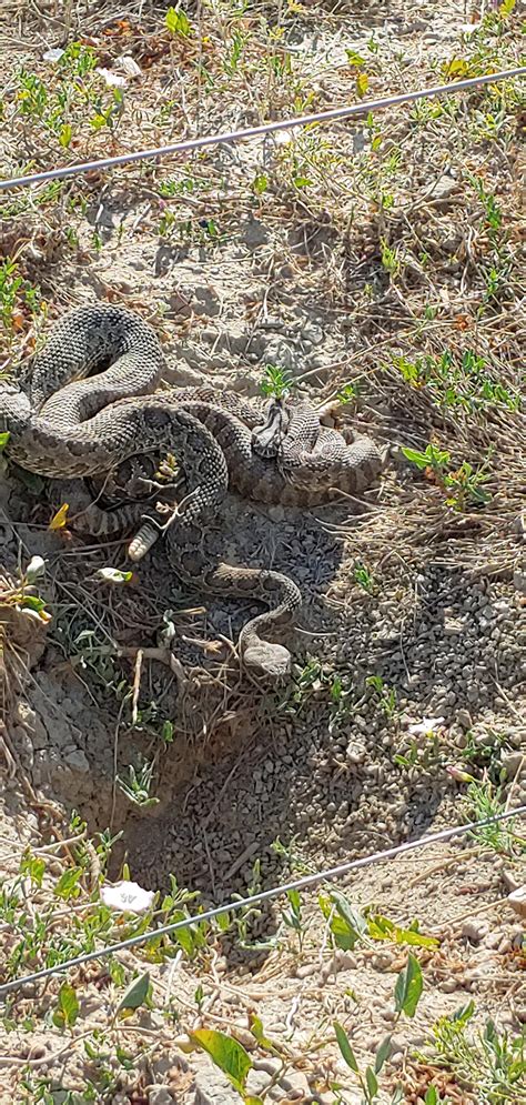 Two female rattlesnake in Colorado : snakes