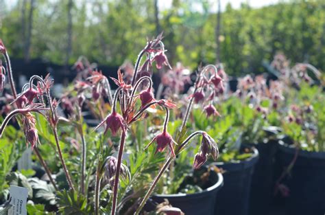 Prairie Smoke Ontario Native Plant Nursery Container Grown