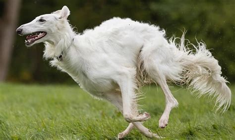 A Guide To Borzoi (Russian wolfhound) At Any Age