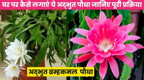 अदभत बरमहकमल पध HOW TO GROW BRAHMA KAMAL gardening plants