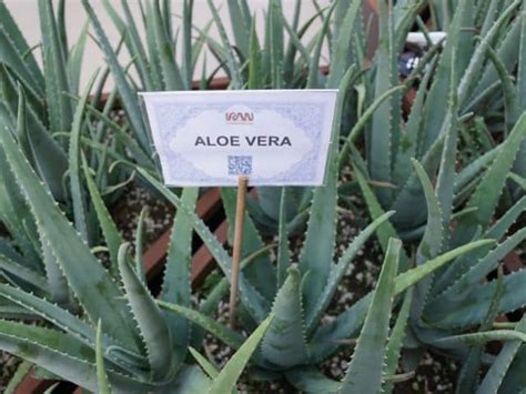 Cómo cuidar el aloe vera Succulent Avenue