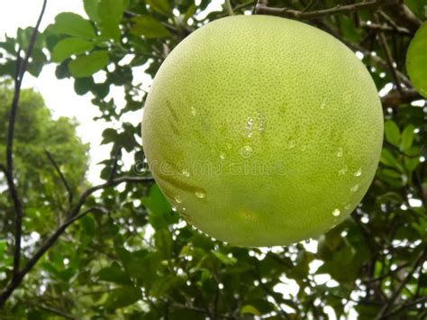 Pomelo The Largest Citrus Fruit Stock Photo Image Of Tropical Fresh