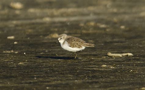 Westernsandpiper Audubon Delta