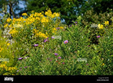 Wildflowers Around The East Lagoon Of Humboldt Park Chicago Illinois