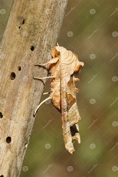 A Stunning Angle Shades Moth Phlogophora Meticulosa Perched On A Plant