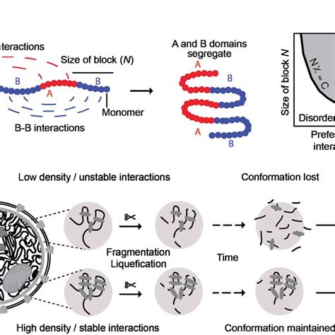 Illustration Of Chromatin Interaction Dynamics In The Nucleus And Model