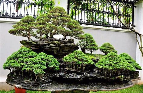 Digging Deeper into Our Forest Bonsai Excavation | Bonsai Bark