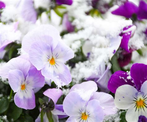 Snow-resilient flowers: 5 beautiful blooms | Homes & Gardens