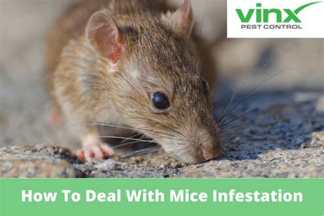 How To Deal With Mice Infestation - Vinx Pest Control