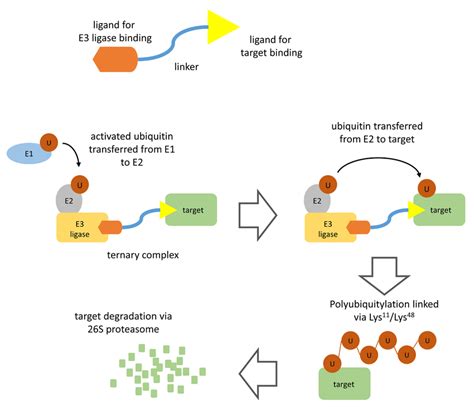 PROTAC Mediated Target Degradation The Figure Illustrates The Basic