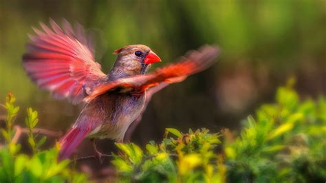 Backyard Bird Photography and Beyond - Online Photography Course