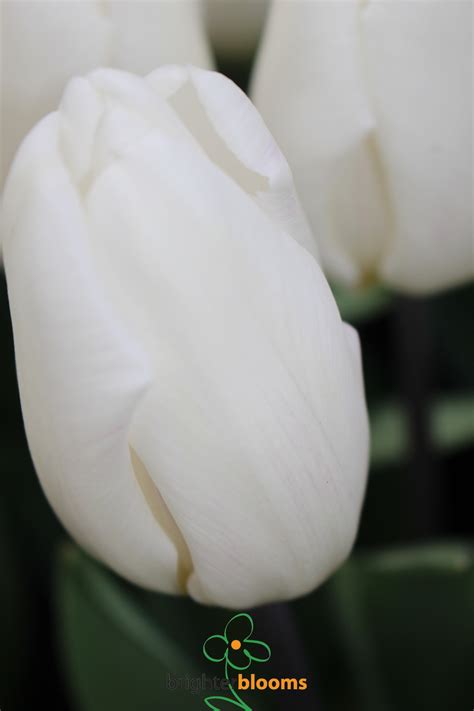 Tulip White Prince Brighter Blooms