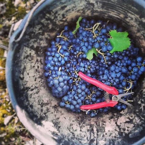 Harvesting Grapes