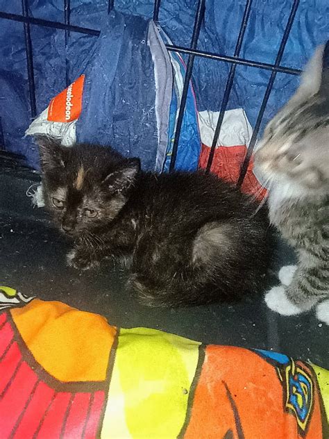 Pets for Re-homing in Kentucky/Indiana area | Louisville KY