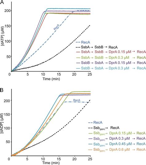 Bacillus Subtilis Dpra Recruits Reca Onto Single Stranded Dna And