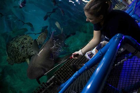 Secrets Of The National Marine Aquarium