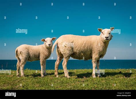 Dutch Sheeps On The Dike During Spring In The Netherlands Flevoland