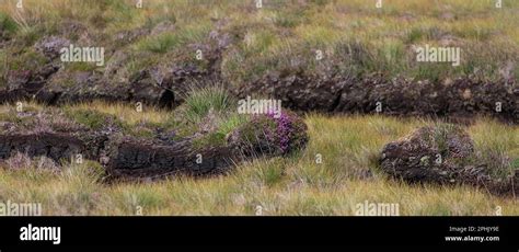 Peat Cutting Site With Heather Lewis Isle Of Lewis Hebrides Outer