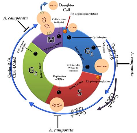 Cell Cycle Assays Creative Bioarray