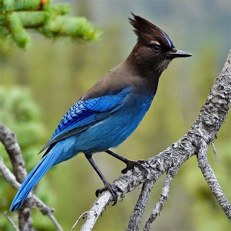 Scarlet Jay Perched This Thing Was Tasty After Being Cooke Flickr