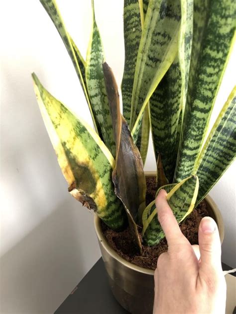 How To Heal Snake Plant Leaves Superb Guides To Deal With It 2021