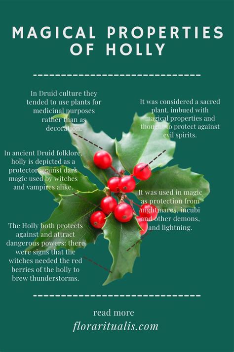 Holly Symbolism Lets Find Out Myths History And Uses Artofit