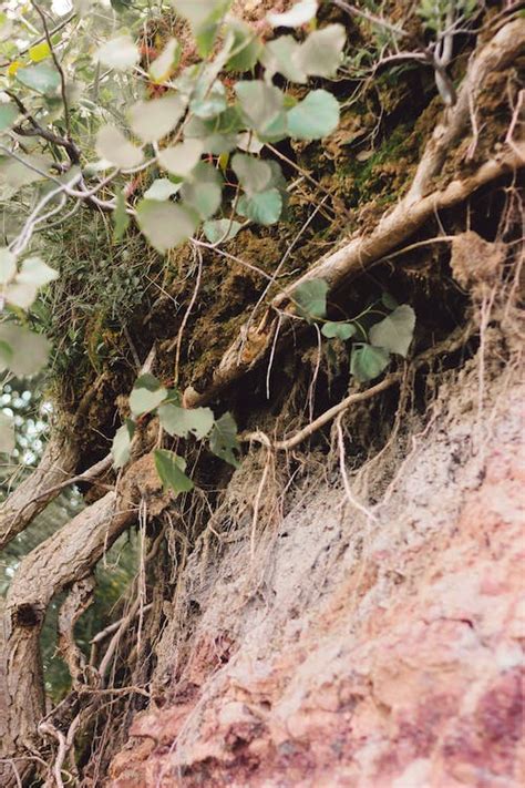 Close-up Photo of Roots of Plants · Free Stock Photo