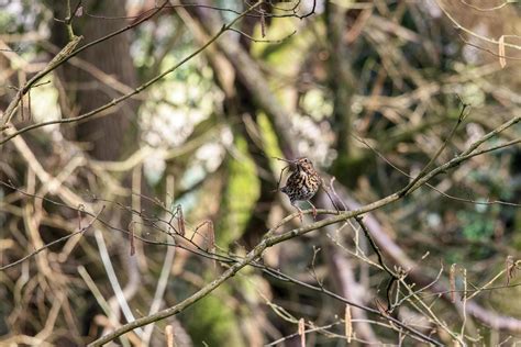 Thrush collecting nesting material 6825003 Stock Photo at Vecteezy