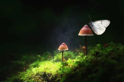 Butterflies And Fungi Stock Photos Royalty Free Butterflies And Fungi