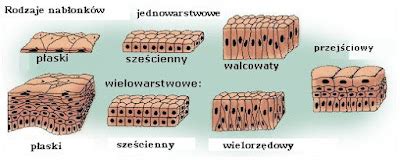 Znak Czasu ANATOMIA I FIZJOLOGIA TKANKI TKANKA NABŁONKOWA