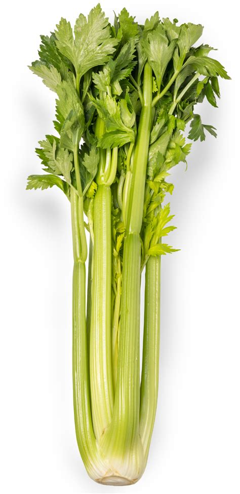 Celery Png