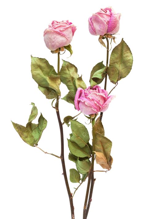 Three Dry Roses Autumn Glass Leaf Three Png Transparent Image And