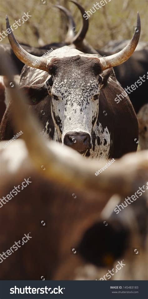 Herd Of Nguni Cattle Stock Photo 145483183 Shutterstock