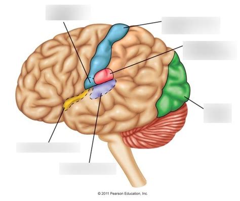 Module 5 - Sensory Systems Diagram | Quizlet