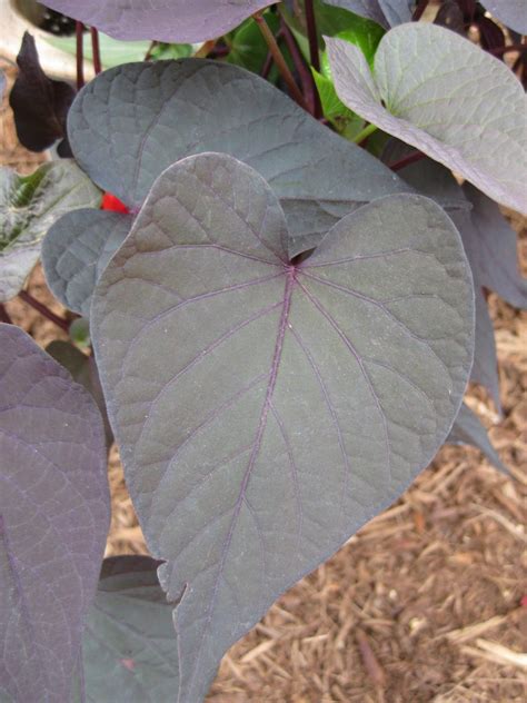 Colorful Sweet Potato Vine | Rotary Botanical Gardens