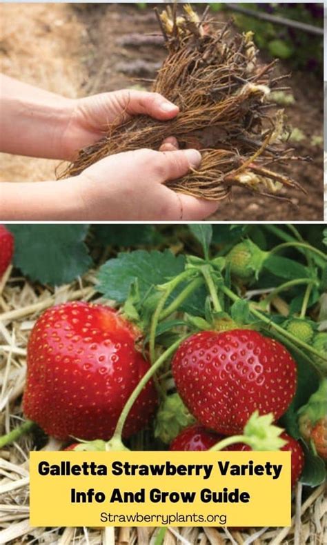 Galletta Strawberry Variety Info And Grow Guide Strawberry Plants