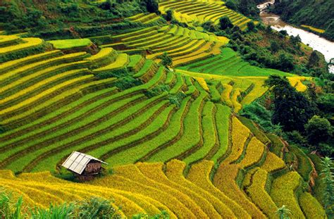 Wonderful rice terraces in Sapa Vietnam