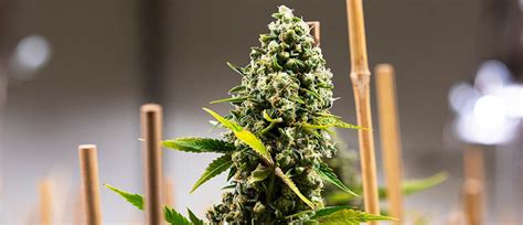 Where to Buy REAL Berner's Cookies Seeds Online | Buyer's Guide