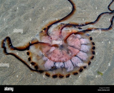 Underside Of Chrysaora Hysoscella Also Known As The Compass Jellyfish