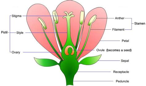 The Anatomy of a Flower