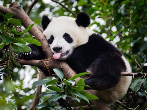 Urso Panda Caracter Sticas Comportamento Reprodu O E Curiosidades