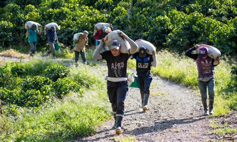 Are roasters gentrifying Colombia’s coffee farms?