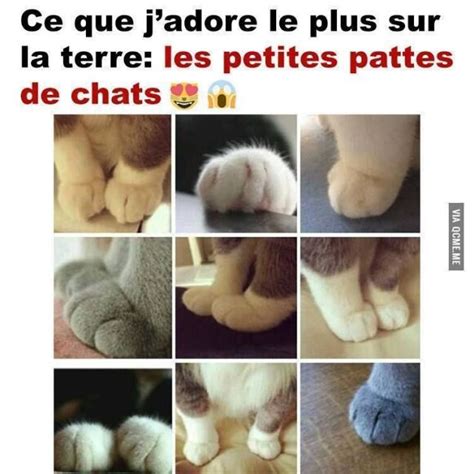 Ce Que J Aime Le Plus Chez Les Chats C Est Leur Petites Pattes Vous